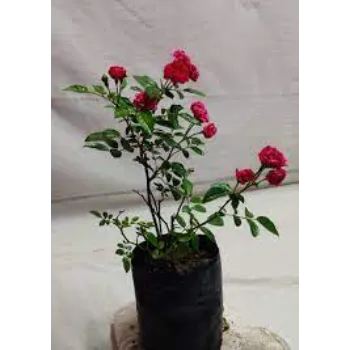 Fancy Rose Plant